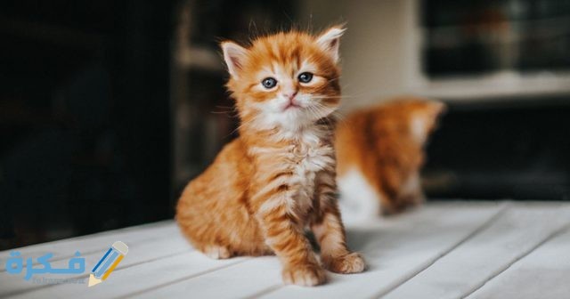 0 GettyImages 955480082