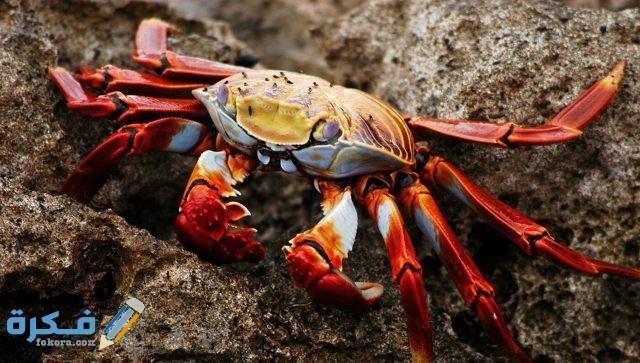 تفسير رؤية الخوف من السلطعون في المنام