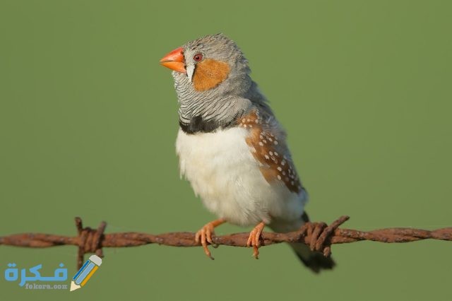 تفسير رؤية فرخ العصفور في المنام