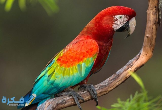 تفسير حلم عضة الببغاء في المنام