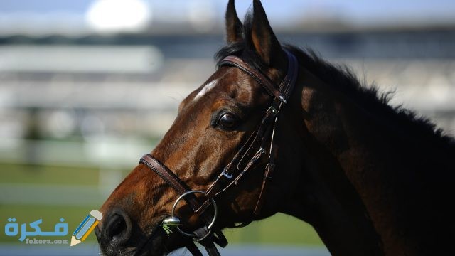 تفسير حلم رؤية الفرس في المنام تفسير حلم رؤية الفرس في المنام