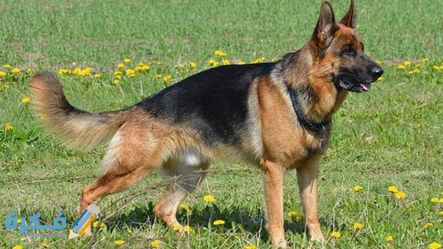 4 german shepard dog breeding