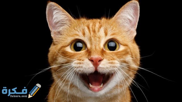 اسماء قطط شقية 610356 gettyimages 1018078858