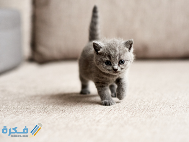 اسماء قطط ذكور عربية 69058419