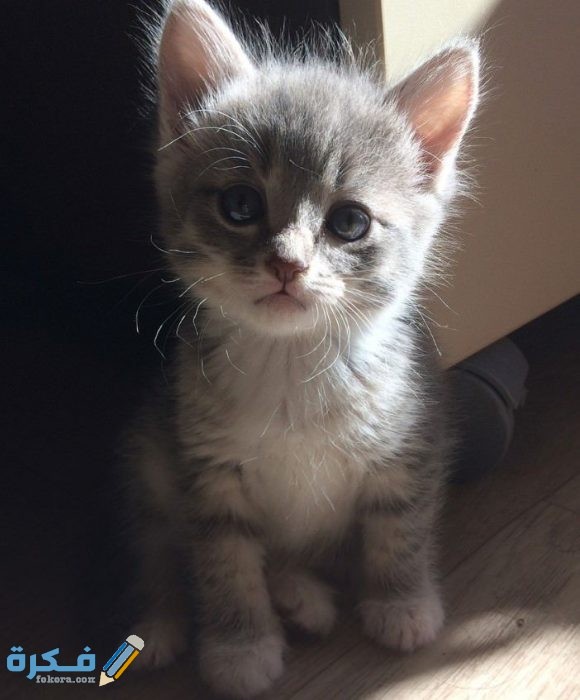 8463731631cd9ad9874f66e780d15dcf