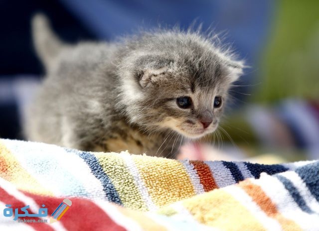 اسماء قطط ذكور عربية A6TDAUT2YEI6PEGPWHWX5JZQ7I