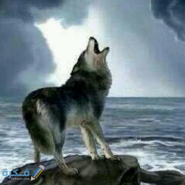 A9496DC8 EEF2 4C18 8A78 EF288859076C