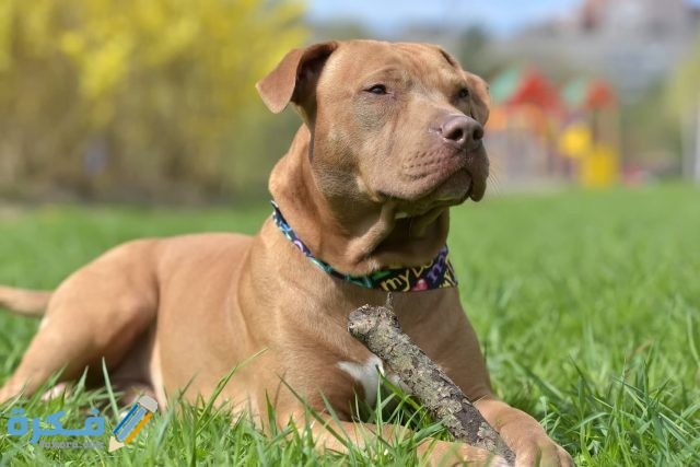Complete Pit Bull Guide What To Know Before Buying Cover