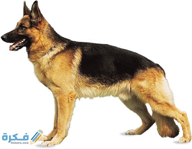 German shepherd
