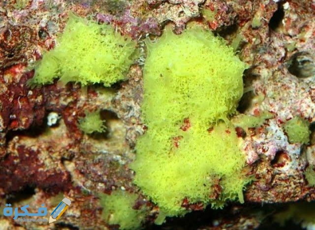 IMG ٢٠٢٠١٢٠٢ ١٩٥٩٢٥