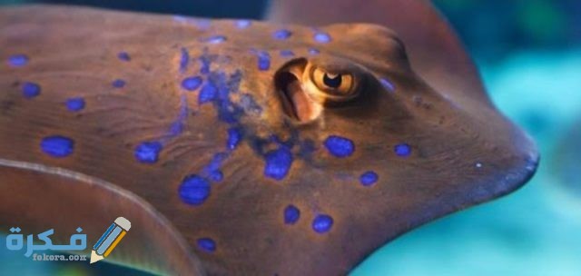 IMG ٢٠٢٠١٢٢١ ٠٢١٣٥٣