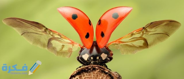 تفسير رؤية الحشرات الطائرة في المنام