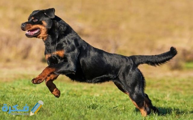 Rottweiler