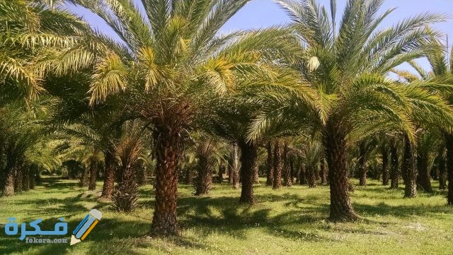تفسير رؤية سقوط نخلة في المنام 