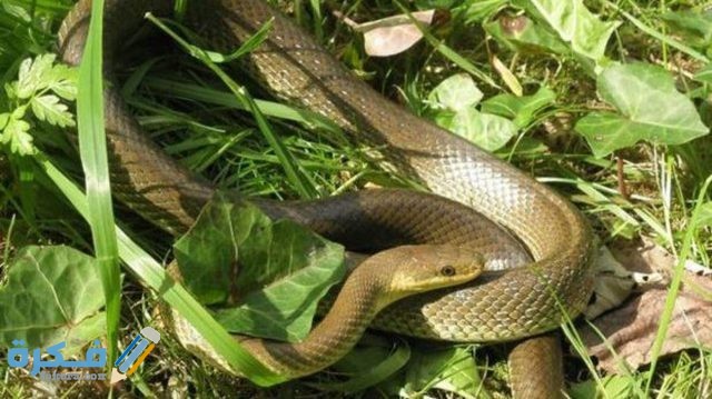 تفسير رؤية بيض الثعبان في المنام