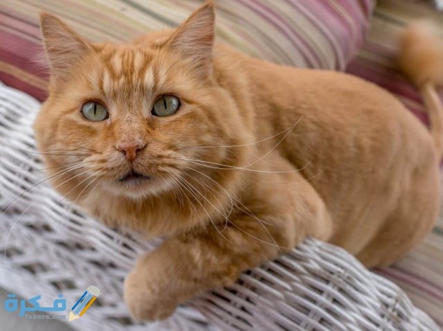 cat 4070059 1920 1024x765 1