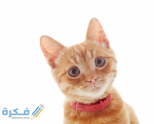 اسماء قطط شقية cat1 1