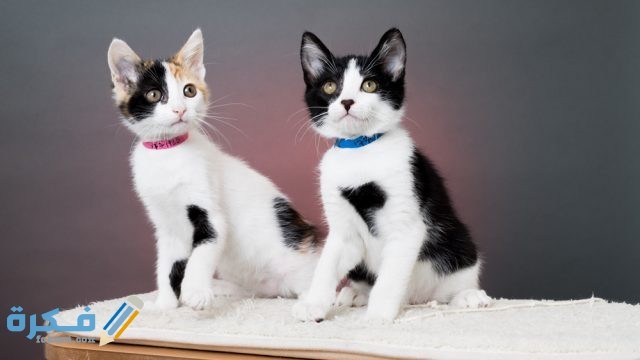 اسماء قطط ذكور عربية cats