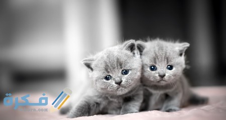 f7346f15983b4fb49a1836f27a66b22ec9884534