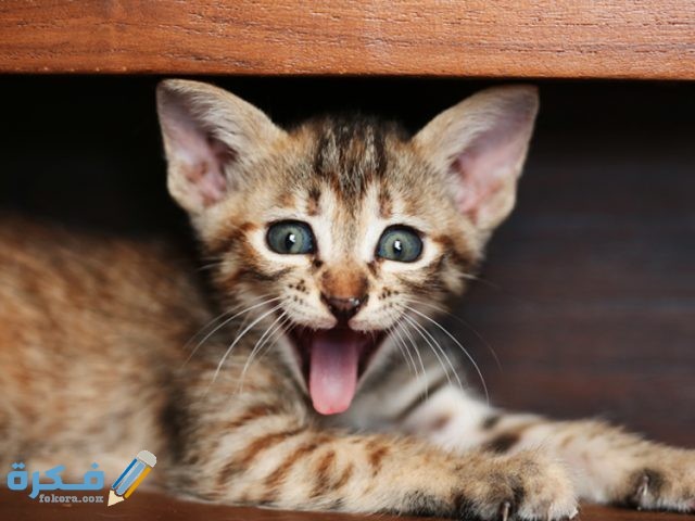 اسماء قطط شقية funny cat faces 1