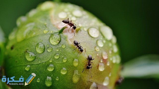 تفسير رؤية النمل الأسود في المنام تفسير رؤية النمل الأسود في المنام