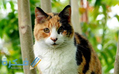 أجمل اسماء قطط ذكور تركية ومعانيها 2026 2 inf m c