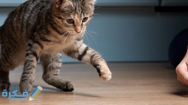 اسماء قطط ذكور تركية male cat names 768x432 1