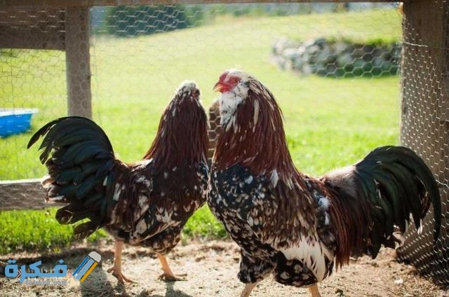 ذا سيحدث في البيئة في حال انقراض الدجاج