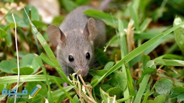 تفسير رؤية عضة الفار في المنام