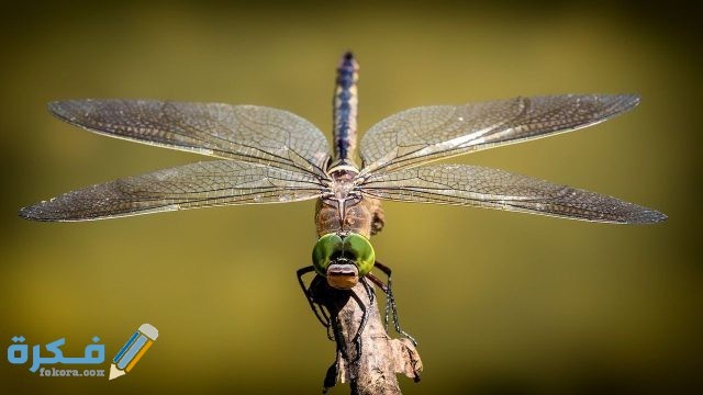 تفسير رؤية الحشرات الطائرة في المنام