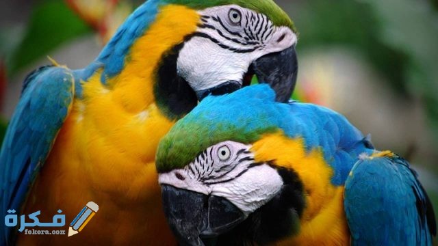 تفسير حلم عضة الببغاء في المنام