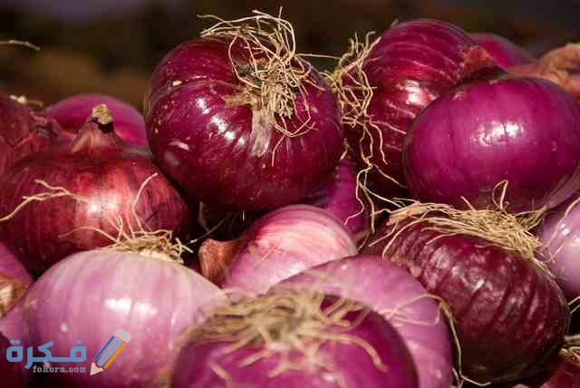 دراسة جدوى لمشروع تجارة البصل