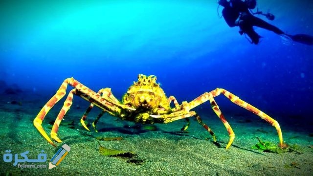 تفسير رؤية الخوف من السلطعون في المنام