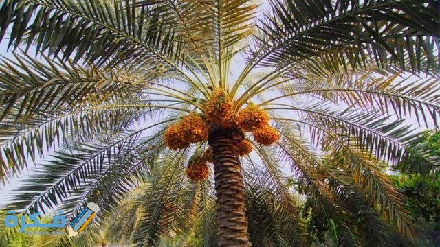 تفسير رؤية سقوط نخلة في المنام 