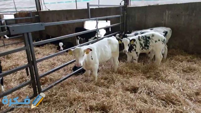 تفسير حلم رؤيه العجل للحامل