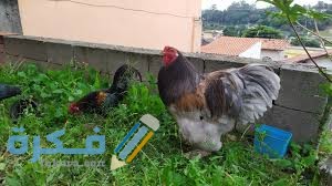 دجاج creve coeur