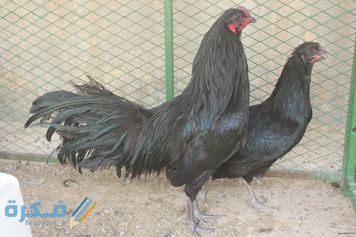 دجاج سومطره