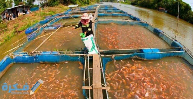 دراسة جدوى مزرعة أسماك 1130x580 1