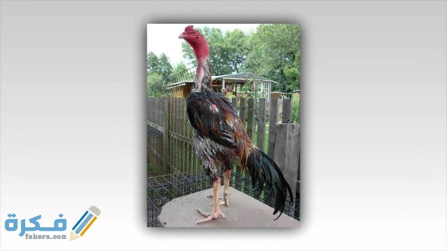 سلالة دجاج نانكين