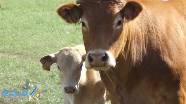 تفسير حلم رؤيه العجل للحامل