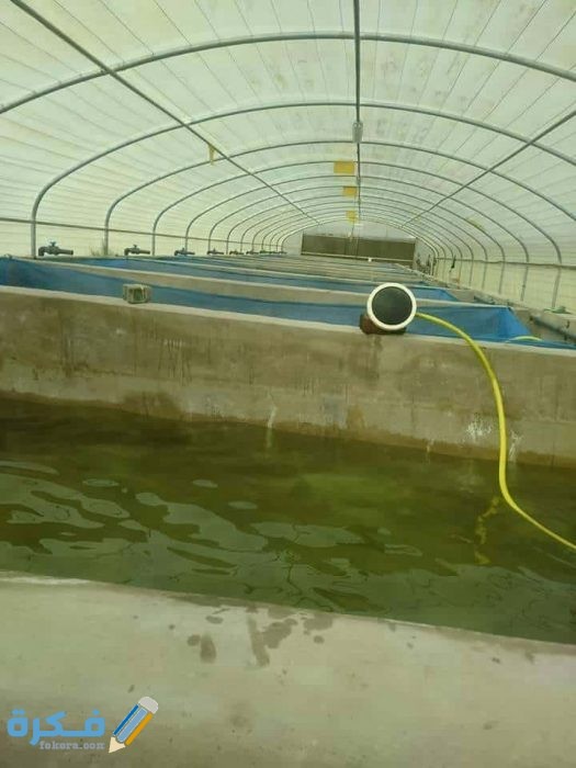 مزرعة اسماك