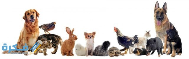 مشروع محل حيوانات أليفة بيع وشراء وفند