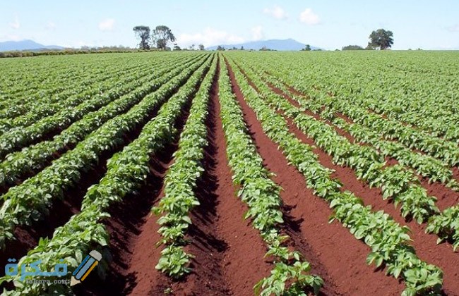 كيفية الحصول على أرض زراعية من الدولة