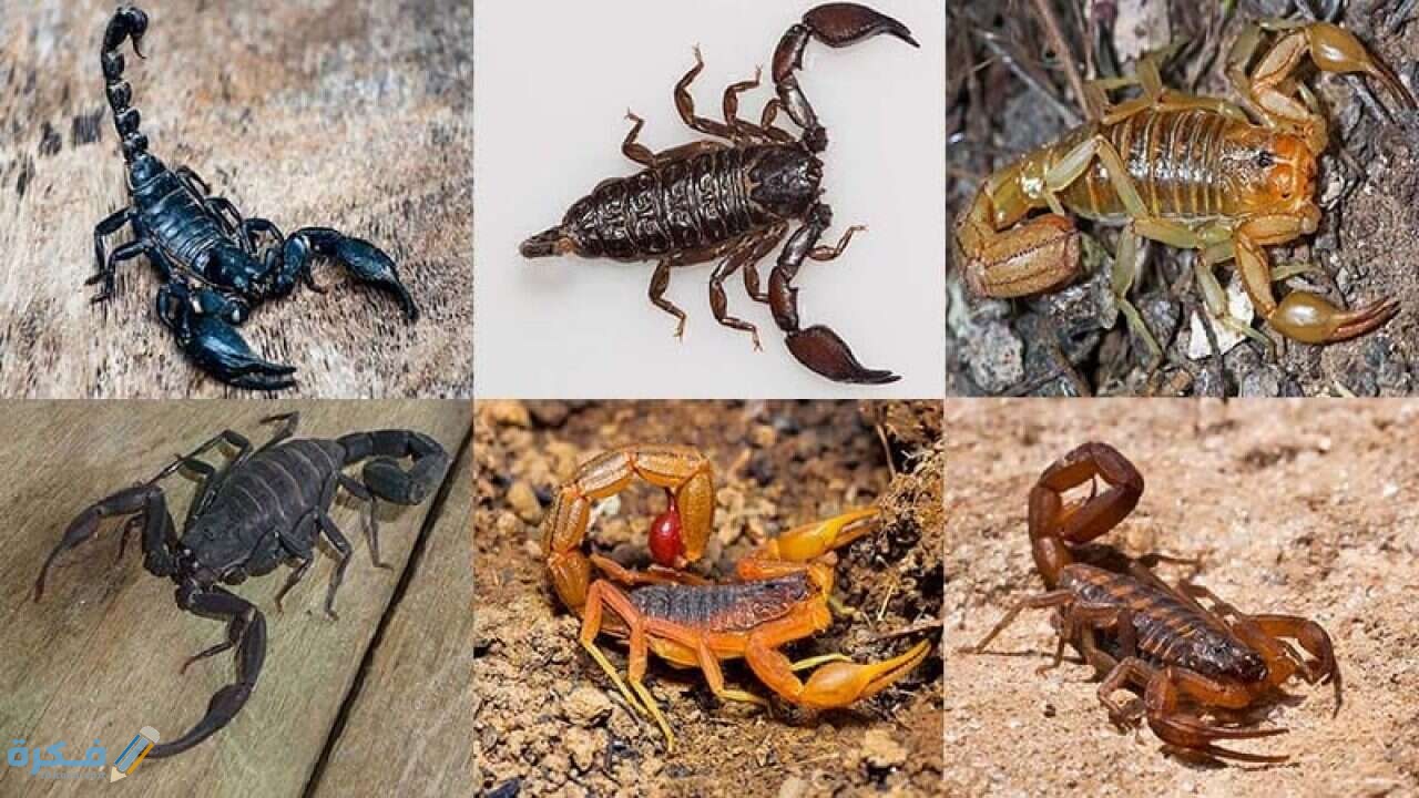 أنواع العقارب في مصر