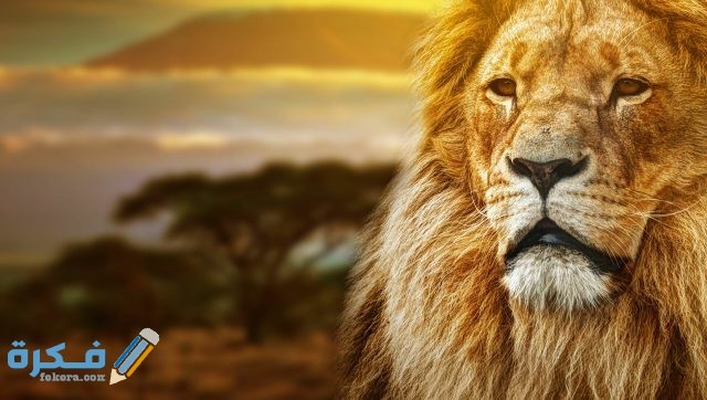 تفسير رؤية الأسد يطاردني في المنام