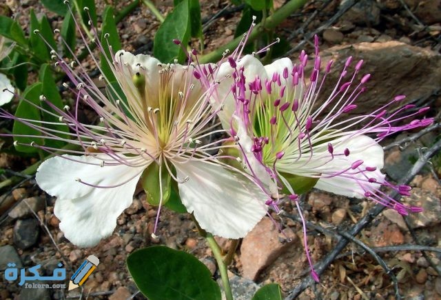 اهم استعمالات نبات القبار وفوائدة للجسم