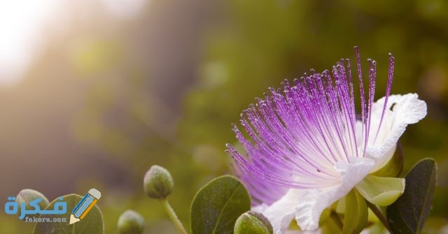 اهم استعمالات نبات القبار وفوائدة للجسم