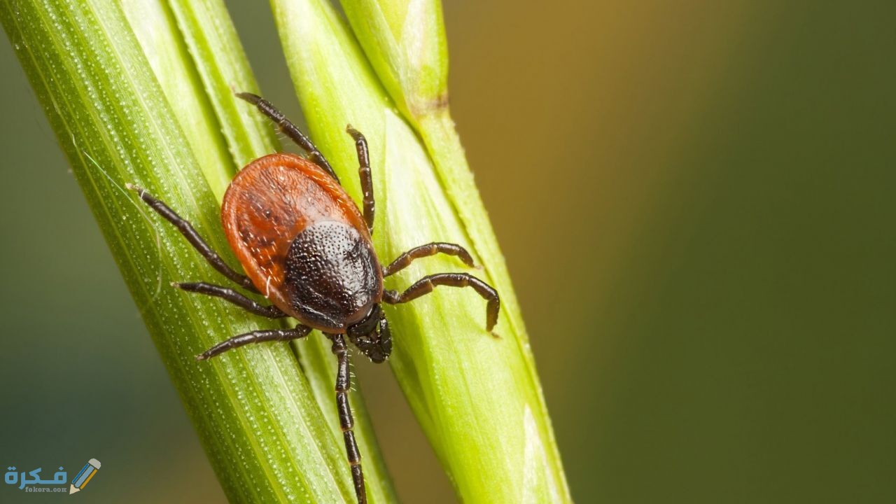 أهم المعلومات حول حشرة القرادة وطرق تجنب لدغتها