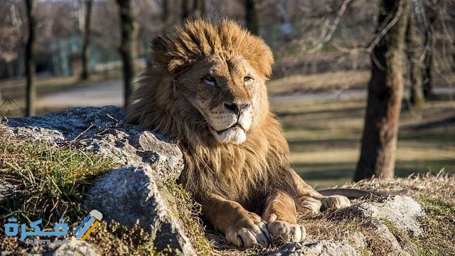 تفسير رؤية الأسد يطاردني في المنام