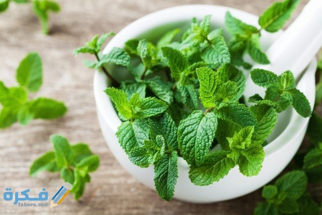 فوائد الأعشاب الطبيعية وأهم فوائد استخدام الأعشاب